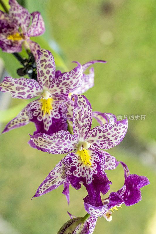 Orchid hybrid - Beallara Patricia McCully ‚Pacific Matriarch‘